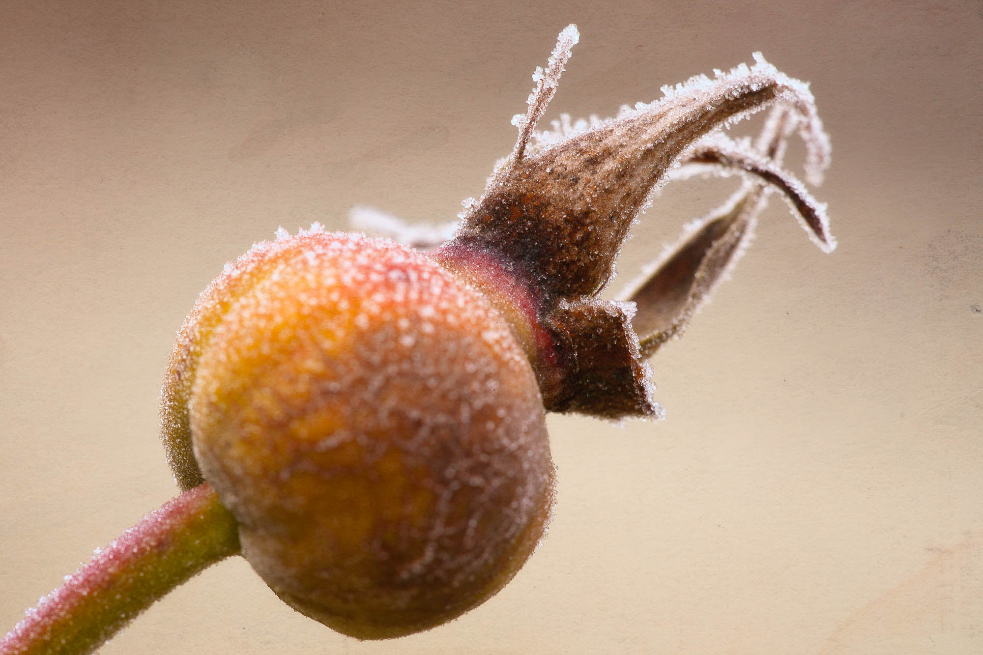 Frost on the Fruit